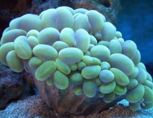 corals inverts - plerogyra sinuosa - bubble coral, green stocking in 75 gallons tank - Green bubble coral corals inverts - plerogyra sinuosa - bubble coral, green stocking in 75 gallons tank - Green bubble coral