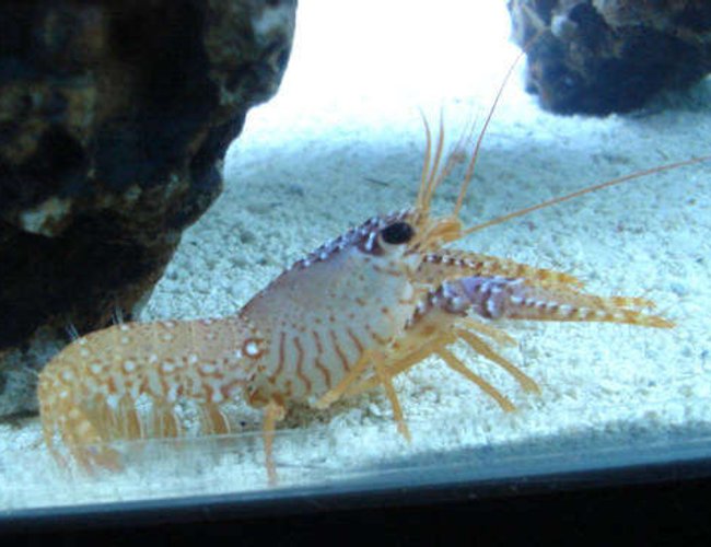 corals inverts - cherax sp. - lobster stocking in 45 gallons tank - My saltwater lobster. It eats anything thats dead. corals inverts - cherax sp. - lobster stocking in 45 gallons tank - My saltwater lobster. It eats anything thats dead.