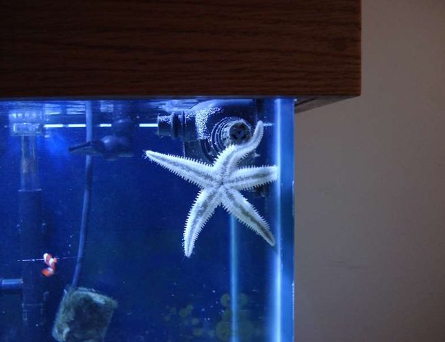 corals inverts - astropecten polycanthus - sand sifting sea star stocking in 75 gallons tank - My Sand sifting sea star corals inverts - astropecten polycanthus - sand sifting sea star stocking in 75 gallons tank - My Sand sifting sea star