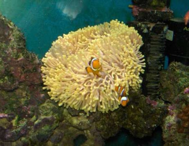 corals inverts - heteractis magnifica - ritteri anemone stocking in 110 gallons tank - Heteractis magnifica anemone corals inverts - heteractis magnifica - ritteri anemone stocking in 110 gallons tank - Heteractis magnifica anemone