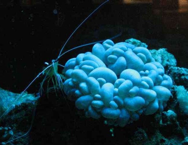 corals inverts - plerogyra sinuosa - bubble coral, white stocking in 29 gallons tank - tankSarcophyton sp.) corals inverts - plerogyra sinuosa - bubble coral, white stocking in 29 gallons tank - tankSarcophyton sp.)
