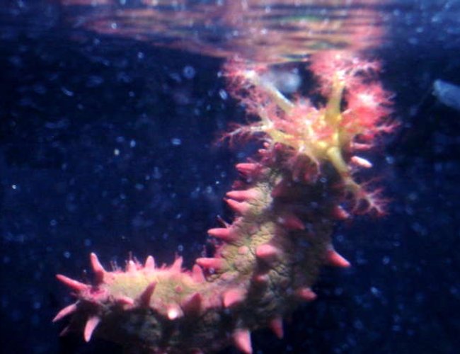 corals inverts - pentacta anceps - spiny sea cucumber, green w/pink & yellow - Simone the Sea Cucumber feeding corals inverts - pentacta anceps - spiny sea cucumber, green w/pink & yellow - Simone the Sea Cucumber feeding