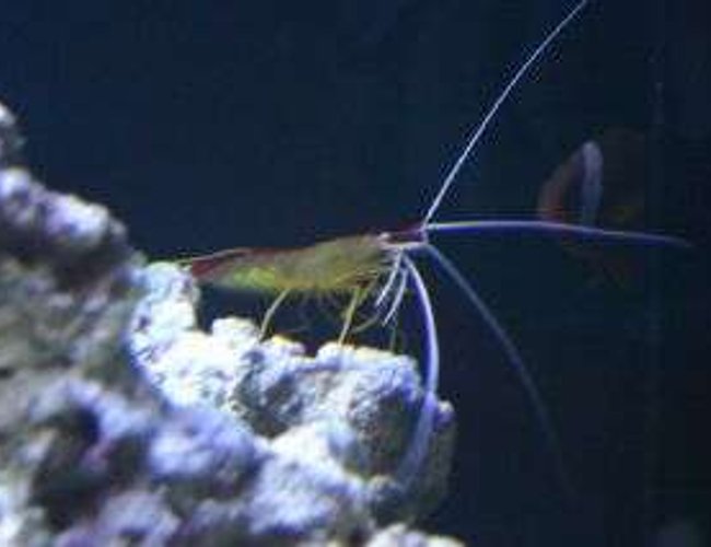 corals inverts - lysmata amboinensis - scarlet skunk cleaner shrimp stocking in 190 gallons tank - shrimp corals inverts - lysmata amboinensis - scarlet skunk cleaner shrimp stocking in 190 gallons tank - shrimp