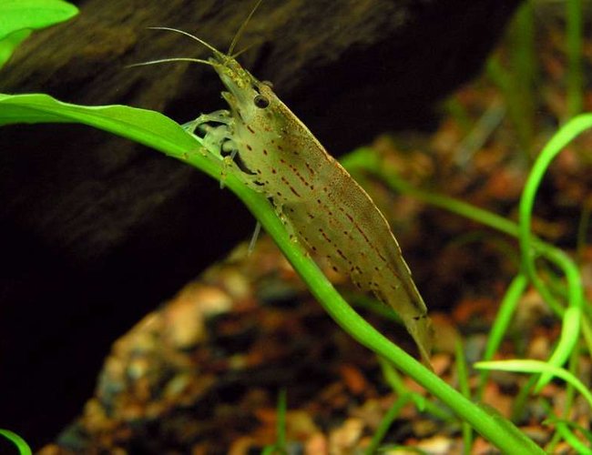 corals inverts - caridina japonica - amano shrimp stocking in 20 gallons tank - Amano Shrimp corals inverts - caridina japonica - amano shrimp stocking in 20 gallons tank - Amano Shrimp