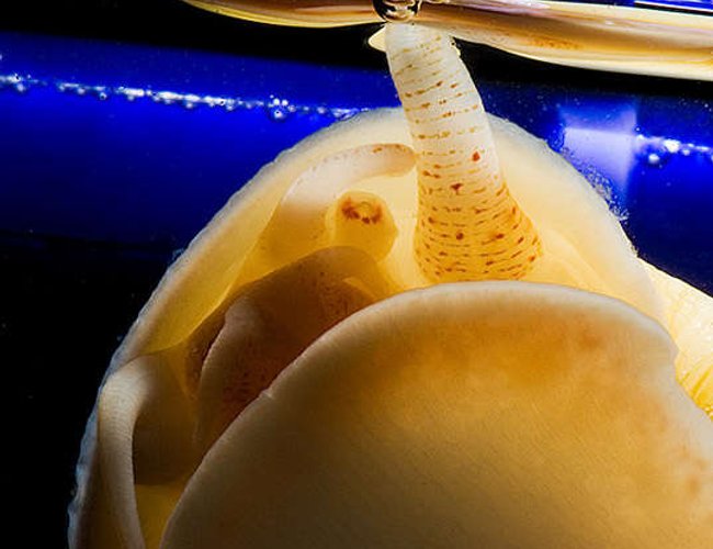 corals inverts - pomacea canaliculata - apple snail stocking in 56 gallons tank - Apple Snail Going for a breath of Air corals inverts - pomacea canaliculata - apple snail stocking in 56 gallons tank - Apple Snail Going for a breath of Air