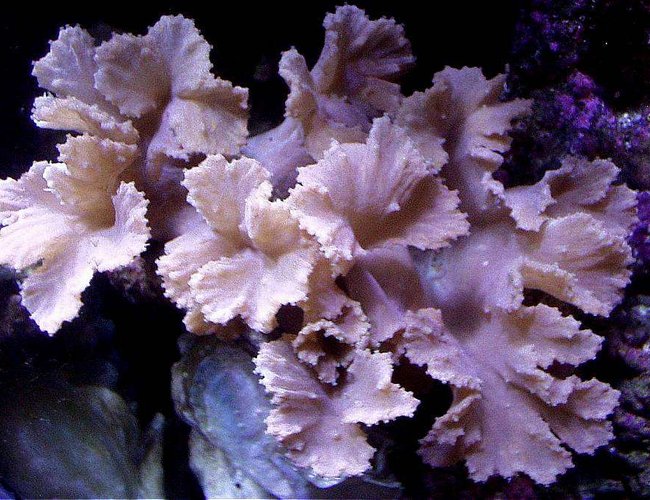 corals inverts - sinularia brassica - cabbage leather coral stocking in 20 gallons tank - CABBAGE LEATHER CORAL IN BACK LEFT SIDE OF THIS 20XH REEF corals inverts - sinularia brassica - cabbage leather coral stocking in 20 gallons tank - CABBAGE LEATHER CORAL IN BACK LEFT SIDE OF THIS 20XH REEF