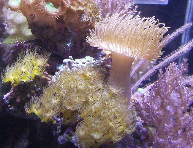 corals inverts - undescribed zoanthid - colony polyp, yellow stocking in 20 gallons tank - YELLOW POLYPS 2 COLORS, PALYTHOAS, KENYA TREE, YELLOW TONGA LEATHER, PURPLE RIBBON GORONIAN IN THIS 20XH REEF corals inverts - undescribed zoanthid - colony polyp, yellow stocking in 20 gallons tank - YELLOW POLYPS 2 COLORS, PALYTHOAS, KENYA TREE, YELLOW TONGA LEATHER, PURPLE RIBBON GORONIAN IN THIS 20XH REEF