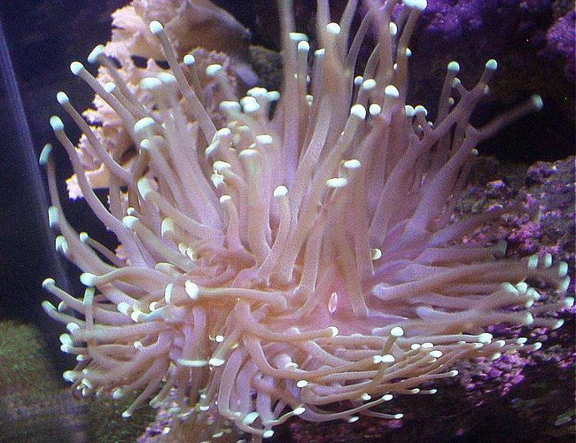 corals inverts - euphyllia glabrescens - torch coral stocking in 20 gallons tank - PINK TORCH CORAL BOTTOM LEFT SIDE.. corals inverts - euphyllia glabrescens - torch coral stocking in 20 gallons tank - PINK TORCH CORAL BOTTOM LEFT SIDE..