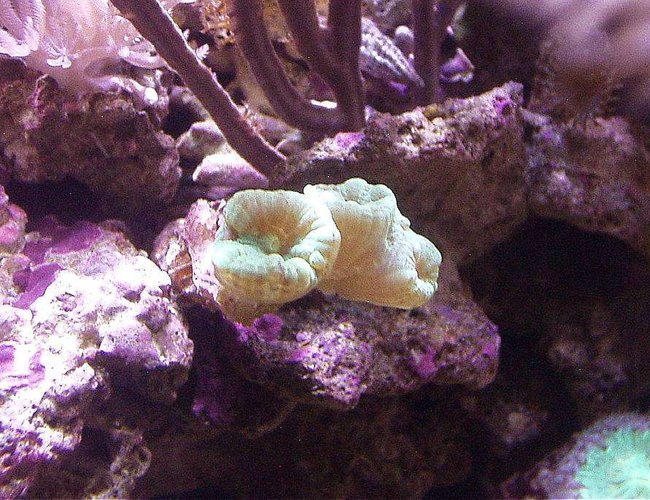 corals inverts - caulastrea curvata - trumpet coral stocking in 20 gallons tank - GREEN TRUMPET CORAL, BLASTOMUSSA, PURPLE BLADE GORGONIAN corals inverts - caulastrea curvata - trumpet coral stocking in 20 gallons tank - GREEN TRUMPET CORAL, BLASTOMUSSA, PURPLE BLADE GORGONIAN