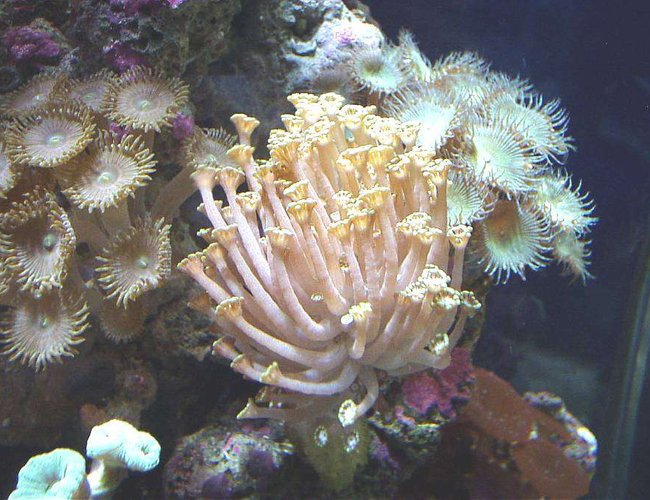 corals inverts - alveopora sp. - alveopora coral stocking in 20 gallons tank - ALVEOPORA, LIME PALYTHOAS, RED SPECKLE MUSHROOM,RUSTIC PINK PALYTHOAS corals inverts - alveopora sp. - alveopora coral stocking in 20 gallons tank - ALVEOPORA, LIME PALYTHOAS, RED SPECKLE MUSHROOM,RUSTIC PINK PALYTHOAS