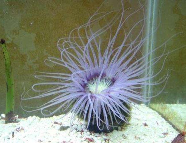 corals inverts - cerianthus membranacea - tube anemone stocking in 55 gallons tank - Tube anemone again corals inverts - cerianthus membranacea - tube anemone stocking in 55 gallons tank - Tube anemone again