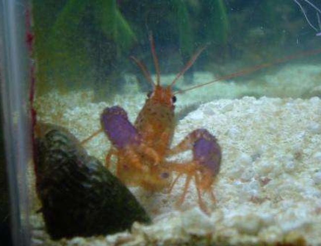 corals inverts - enoplometopus sp. - purple lobster stocking in 55 gallons tank - Purple lobster that lost his life to the eel corals inverts - enoplometopus sp. - purple lobster stocking in 55 gallons tank - Purple lobster that lost his life to the eel