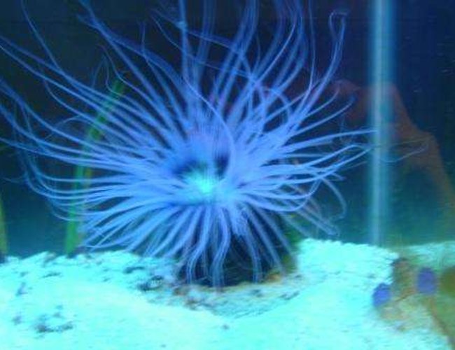 corals inverts - cerianthus membranacea - tube anemone stocking in 55 gallons tank - With the Itinics corals inverts - cerianthus membranacea - tube anemone stocking in 55 gallons tank - With the Itinics