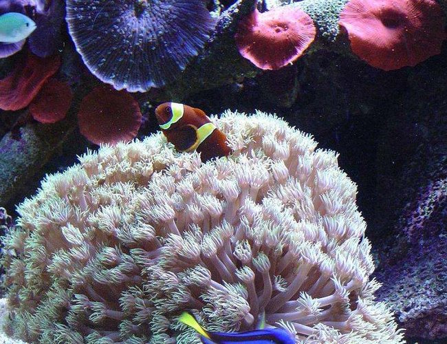 corals inverts - anthelia sp. - waving hand, thick stem stocking in 41 gallons tank - . corals inverts - anthelia sp. - waving hand, thick stem stocking in 41 gallons tank - .