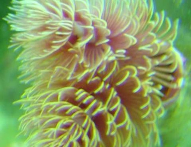 corals inverts - protula bispiralis - hard tube coco worm stocking in 29 gallons tank - a cocoa worm in my tank corals inverts - protula bispiralis - hard tube coco worm stocking in 29 gallons tank - a cocoa worm in my tank