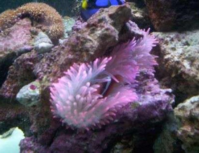 corals inverts - entacmaea quadricolor - rose bulb anemone stocking in 100 gallons tank - rose anemone with tomato clownfish corals inverts - entacmaea quadricolor - rose bulb anemone stocking in 100 gallons tank - rose anemone with tomato clownfish