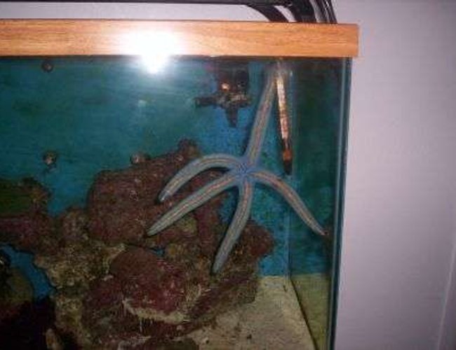 corals inverts - astropecten sp. - blue & pink sea star stocking in 100 gallons tank - a 10" blue starfish corals inverts - astropecten sp. - blue & pink sea star stocking in 100 gallons tank - a 10" blue starfish