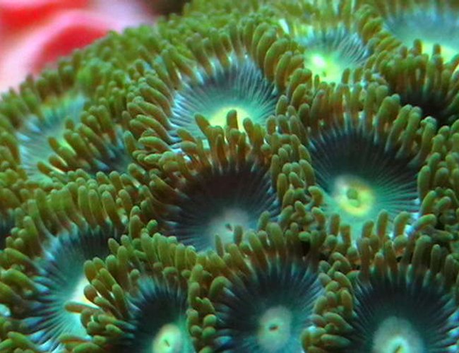 corals inverts - zoanthus sp. - atomic green zoanthids stocking in 25 gallons tank - More zoos. corals inverts - zoanthus sp. - atomic green zoanthids stocking in 25 gallons tank - More zoos.