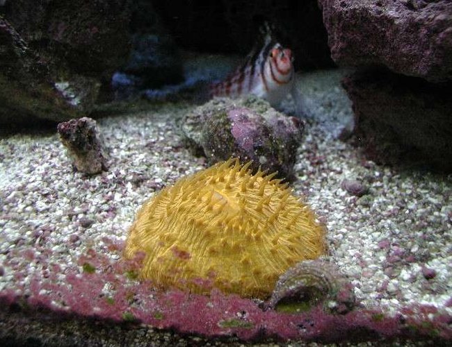 corals inverts - fungia sp. - plate coral, orange - short tentacle stocking in 180 gallons tank - Fungia Coral. corals inverts - fungia sp. - plate coral, orange - short tentacle stocking in 180 gallons tank - Fungia Coral.