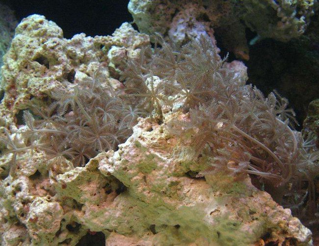 corals inverts - xenia sp. - white pom pom xenia, red sea stocking in 55 gallons tank - Pom Pom xenia corals inverts - xenia sp. - white pom pom xenia, red sea stocking in 55 gallons tank - Pom Pom xenia