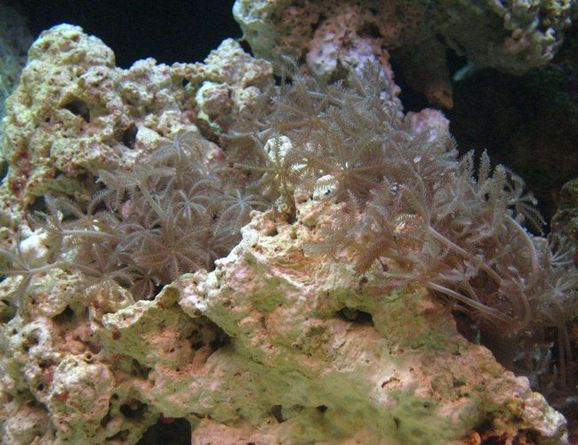 corals inverts - xenia sp. - white pom pom xenia, red sea stocking in 55 gallons tank - pulsating xenias corals inverts - xenia sp. - white pom pom xenia, red sea stocking in 55 gallons tank - pulsating xenias