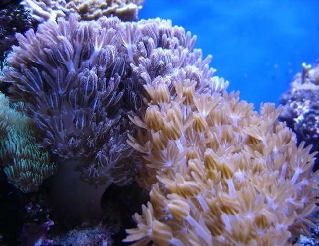 corals inverts - anthelia sp. - waving hand - blue stocking in 140 gallons tank - Xenia patch corals inverts - anthelia sp. - waving hand - blue stocking in 140 gallons tank - Xenia patch
