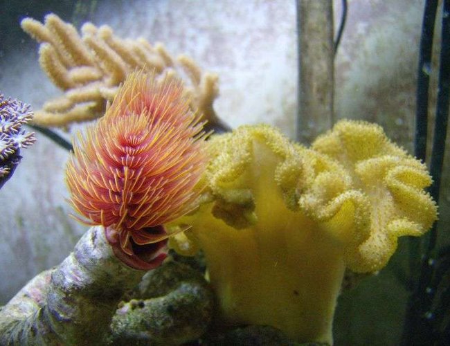corals inverts - sarcophyton elegans - yellow fiji leather coral stocking in 55 gallons tank - fiji, cocoa worm, and a finger leather. corals inverts - sarcophyton elegans - yellow fiji leather coral stocking in 55 gallons tank - fiji, cocoa worm, and a finger leather.