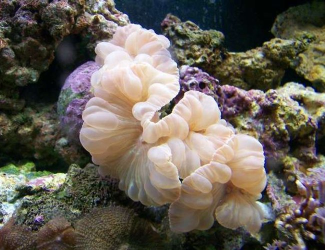 corals inverts - nemanzophyllia turbida - fox coral stocking in 55 gallons tank - My Fox Coral corals inverts - nemanzophyllia turbida - fox coral stocking in 55 gallons tank - My Fox Coral