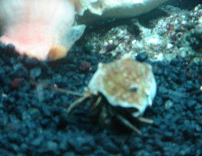 corals inverts - calcinus elegans - electric blue hermit crab stocking in 55 gallons tank - hermitt crab corals inverts - calcinus elegans - electric blue hermit crab stocking in 55 gallons tank - hermitt crab