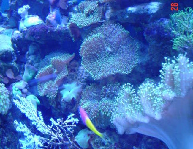 corals inverts - amplexidiscus spp. - giant cup mushroom stocking in 110 gallons tank - our tank over grown with mushrooms! corals inverts - amplexidiscus spp. - giant cup mushroom stocking in 110 gallons tank - our tank over grown with mushrooms!