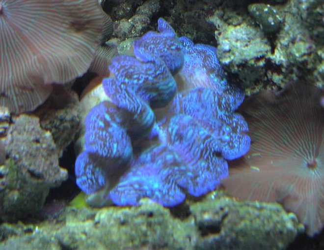 corals inverts - tridacna crocea - crocea clam stocking in 125 gallons tank - .