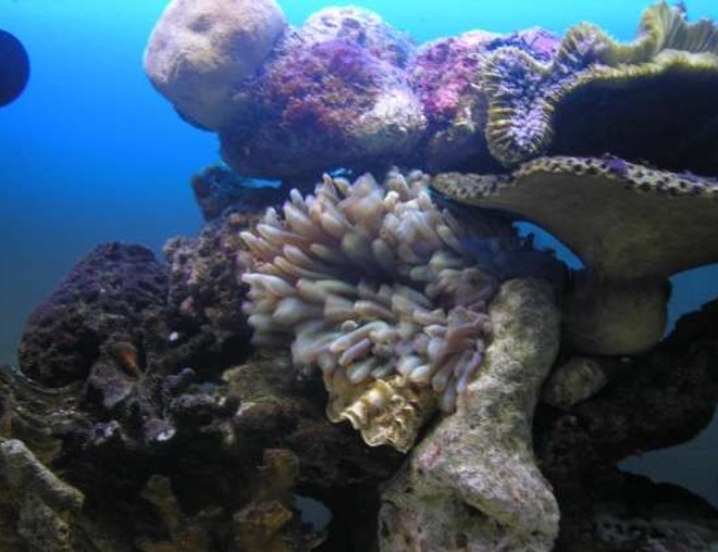 corals inverts - entacmaea quadricolor - bubble tip anemone stocking in 200 gallons tank - my anenome