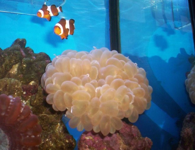 corals inverts - plerogyra sinuosa - bubble coral stocking in 55 gallons tank - 2008 corals inverts - plerogyra sinuosa - bubble coral stocking in 55 gallons tank - 2008