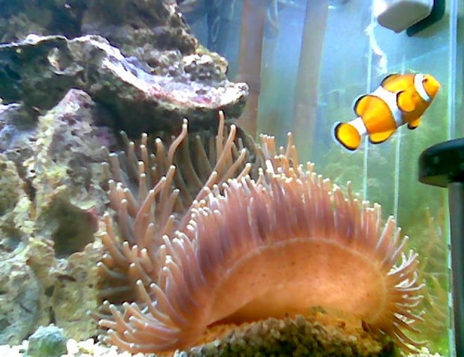 corals inverts - macrodactyla doreensis - long tentacle anemone stocking in 75 gallons tank - green long tintical anemone with marlin corals inverts - macrodactyla doreensis - long tentacle anemone stocking in 75 gallons tank - green long tintical anemone with marlin