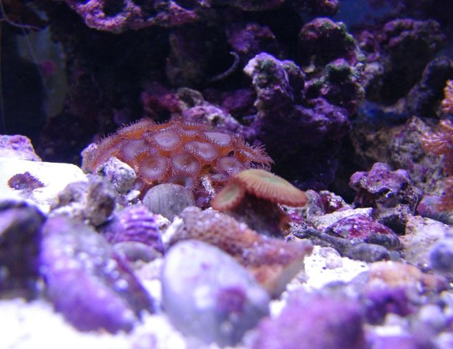 corals inverts - zoanthus sp. - spiderman zoos stocking in 75 gallons tank - Zoos corals inverts - zoanthus sp. - spiderman zoos stocking in 75 gallons tank - Zoos
