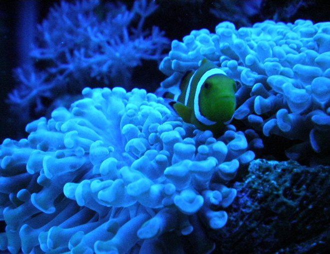 corals inverts - euphyllia paranchora - hammer / anchor coral, branching stocking in 20 gallons tank - after 7 months corals inverts - euphyllia paranchora - hammer / anchor coral, branching stocking in 20 gallons tank - after 7 months