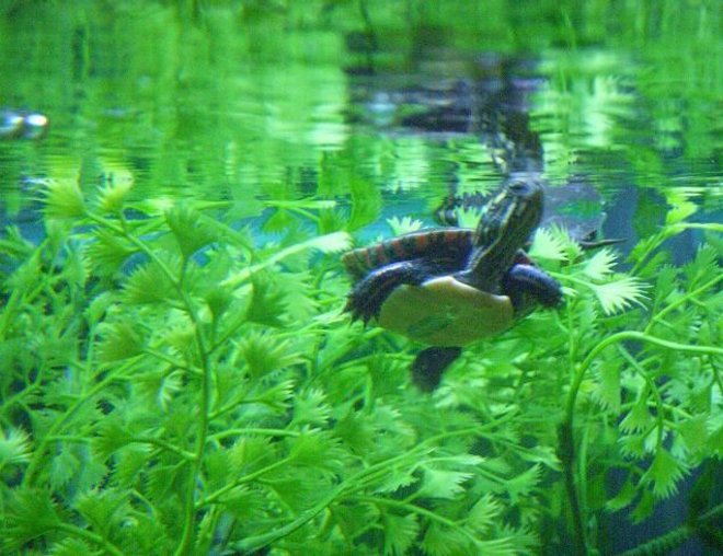 corals inverts - trachemys scripta scripta - yellow belly slider turtle stocking in 225 gallons tank - 1 of 6 hatchling eastern painteds