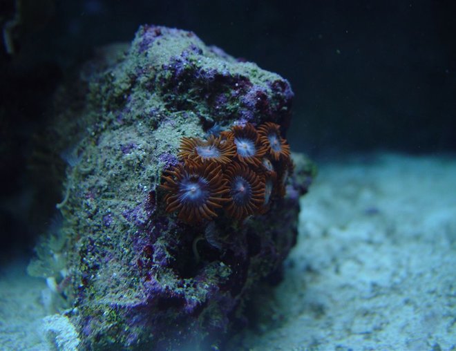 corals inverts - zoanthus sp. - fire & ice zoanthids stocking in 75 gallons tank - Orange/ Ice Blue Zoanthids corals inverts - zoanthus sp. - fire & ice zoanthids stocking in 75 gallons tank - Orange/ Ice Blue Zoanthids