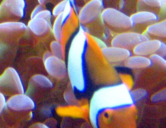 corals inverts - euphyllia paranchora - hammer / anchor coral, branching stocking in 55 gallons tank - hammer coral and true percula corals inverts - euphyllia paranchora - hammer / anchor coral, branching stocking in 55 gallons tank - hammer coral and true percula
