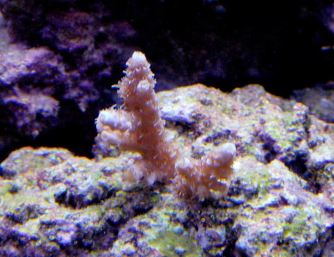 corals inverts - acropora millepora stocking in 29 gallons tank - Ice blue Millipora. its an ORA coral and I bought it from a friend for very cheap. He bought it for 95 bucks for two inches. Should be gorgeous with some growth to it. corals inverts - acropora millepora stocking in 29 gallons tank - Ice blue Millipora. its an ORA coral and I bought it from a friend for very cheap. He bought it for 95 bucks for two inches. Should be gorgeous with some growth to it.