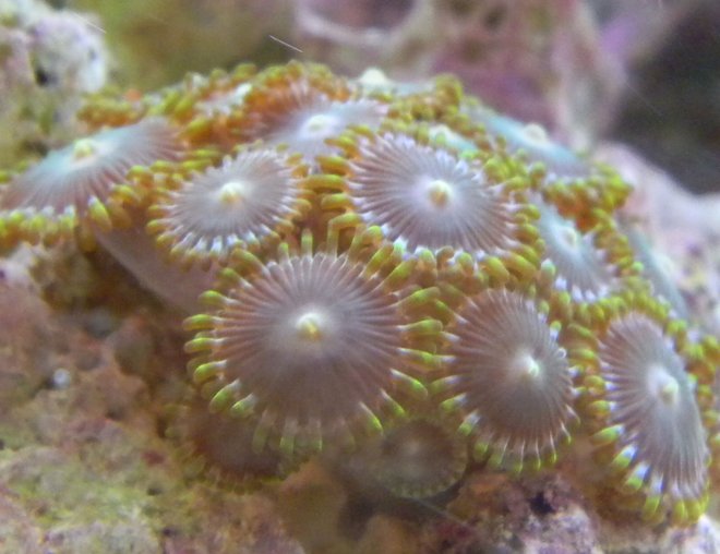 corals inverts - zoanthus sp. - colony polyp stocking in 20 gallons tank - Green Zoos! corals inverts - zoanthus sp. - colony polyp stocking in 20 gallons tank - Green Zoos!