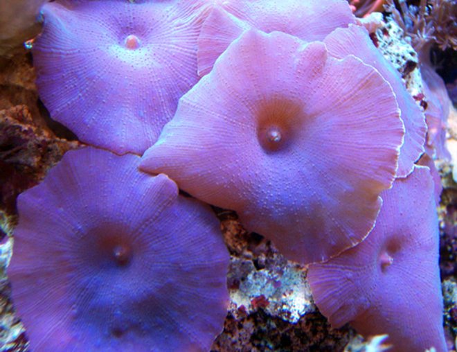 corals inverts - actinodiscus sp. - spotted mushroom stocking in 150 gallons tank - Purple Shrooms