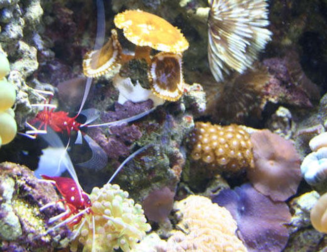 corals inverts - actinodiscus sp. - purple mushroom stocking in 100 gallons tank - This is a photo of my 2 fire shrimp and the corals near the bottom of my tank.