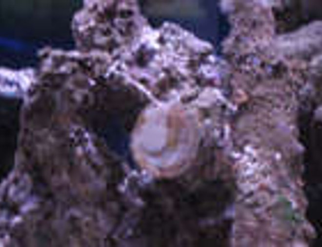 corals inverts - pomacea canaliculata - apple snail stocking in 38 gallons tank - snail on tank 1 glass