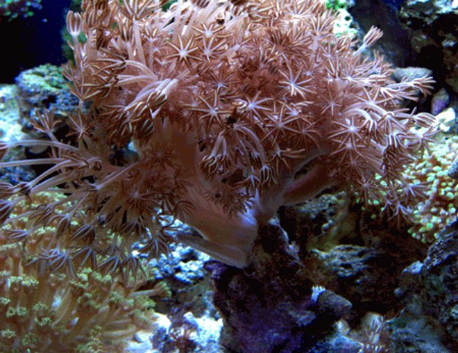corals inverts - anthelia sp. - waving hand - blue stocking in 24 gallons tank - My mother colony pulsing xenia corals inverts - anthelia sp. - waving hand - blue stocking in 24 gallons tank - My mother colony pulsing xenia