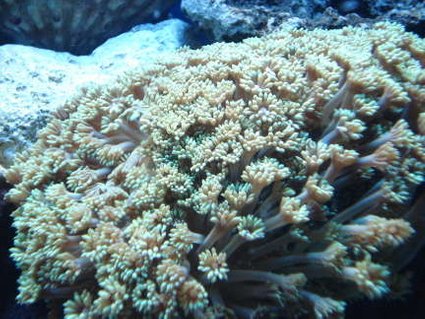 Rated #50: Corals Inverts - Goniopora Sp. - Flower Pot Coral Stocking In 65 Gallons Tank - Flower Pot Rated #50: Corals Inverts - Goniopora Sp. - Flower Pot Coral Stocking In 65 Gallons Tank - Flower Pot