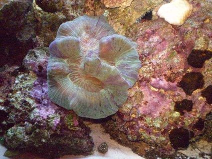 Rated #41: Corals Inverts - Trachyphyllia Geoffroyi - Brain Coral, Trachyphyllia Stocking In 55 Gallons Tank - My first reef tan..I love my brain! Rated #41: Corals Inverts - Trachyphyllia Geoffroyi - Brain Coral, Trachyphyllia Stocking In 55 Gallons Tank - My first reef tan..I love my brain!