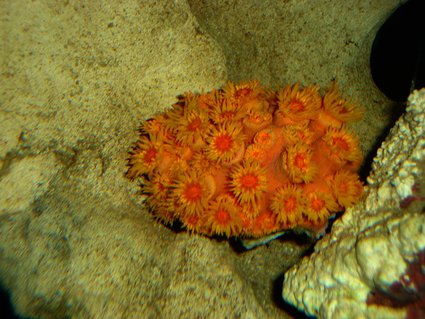 Rated #49: Corals Inverts - Tubastrea Faulkneri - Orange Sun Coral Stocking In 82 Gallons Tank - Sun Coral Rated #49: Corals Inverts - Tubastrea Faulkneri - Orange Sun Coral Stocking In 82 Gallons Tank - Sun Coral