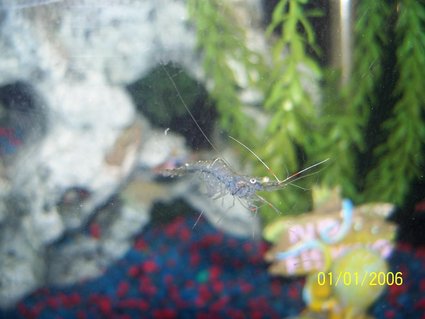 Rated #58: Corals Inverts - Paleomonetes Sp. - Ghost Shrimp Stocking In 30 Gallons Tank - ghost shrimp Rated #58: Corals Inverts - Paleomonetes Sp. - Ghost Shrimp Stocking In 30 Gallons Tank - ghost shrimp