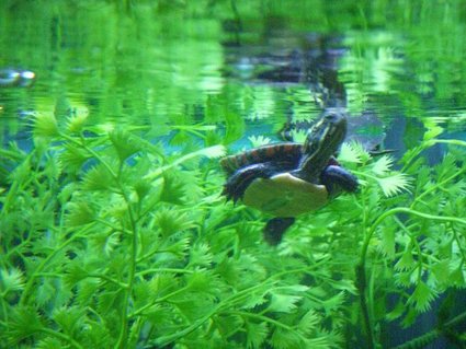 Rated #65: Corals Inverts - Trachemys Scripta Scripta - Yellow Belly Slider Turtle Stocking In 225 Gallons Tank - 1 of 6 hatchling eastern painteds Rated #65: Corals Inverts - Trachemys Scripta Scripta - Yellow Belly Slider Turtle Stocking In 225 Gallons Tank - 1 of 6 hatchling eastern painteds